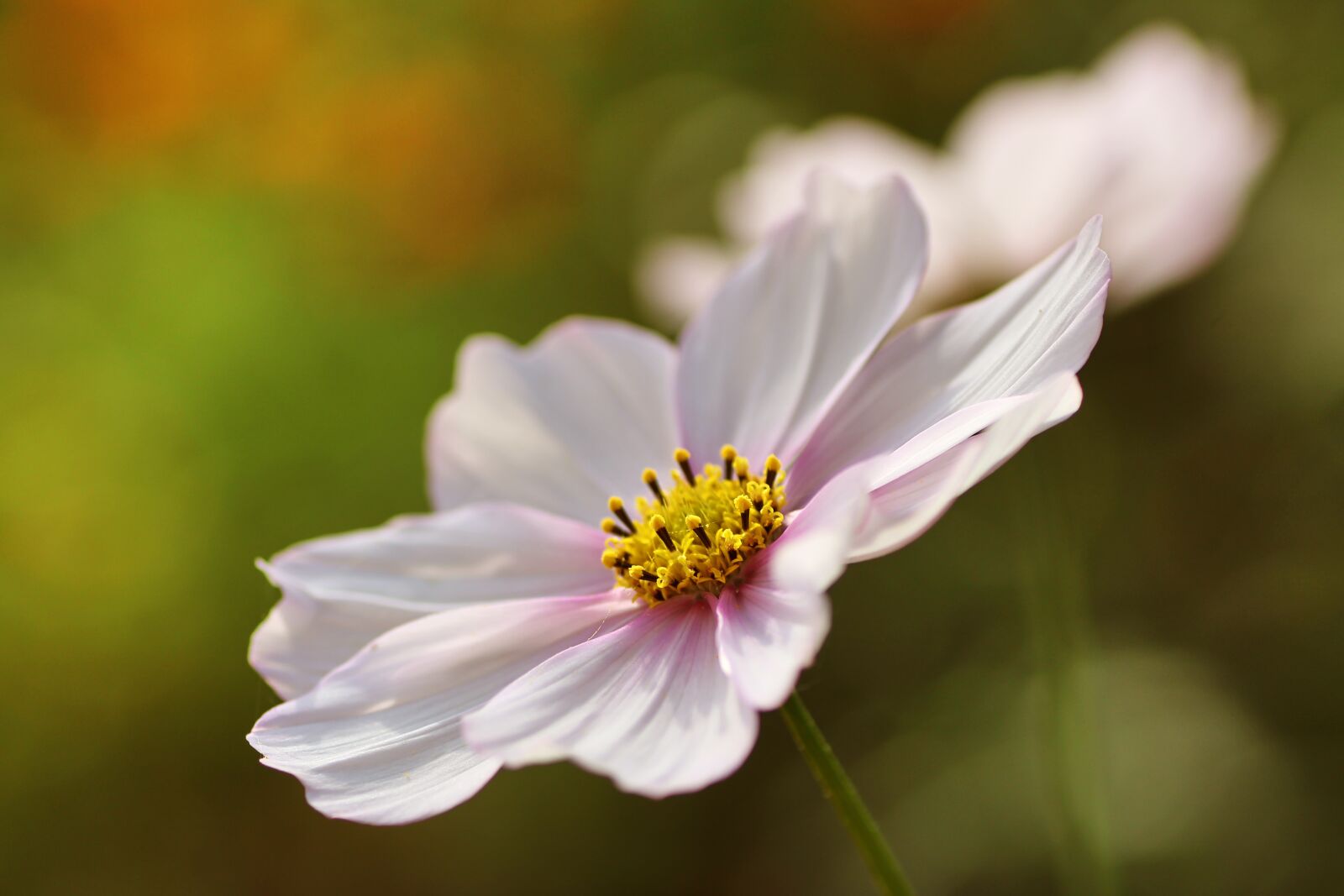Tamron SP 90mm F2.8 Di VC USD 1:1 Macro sample photo. Cosmea, flower, plant photography
