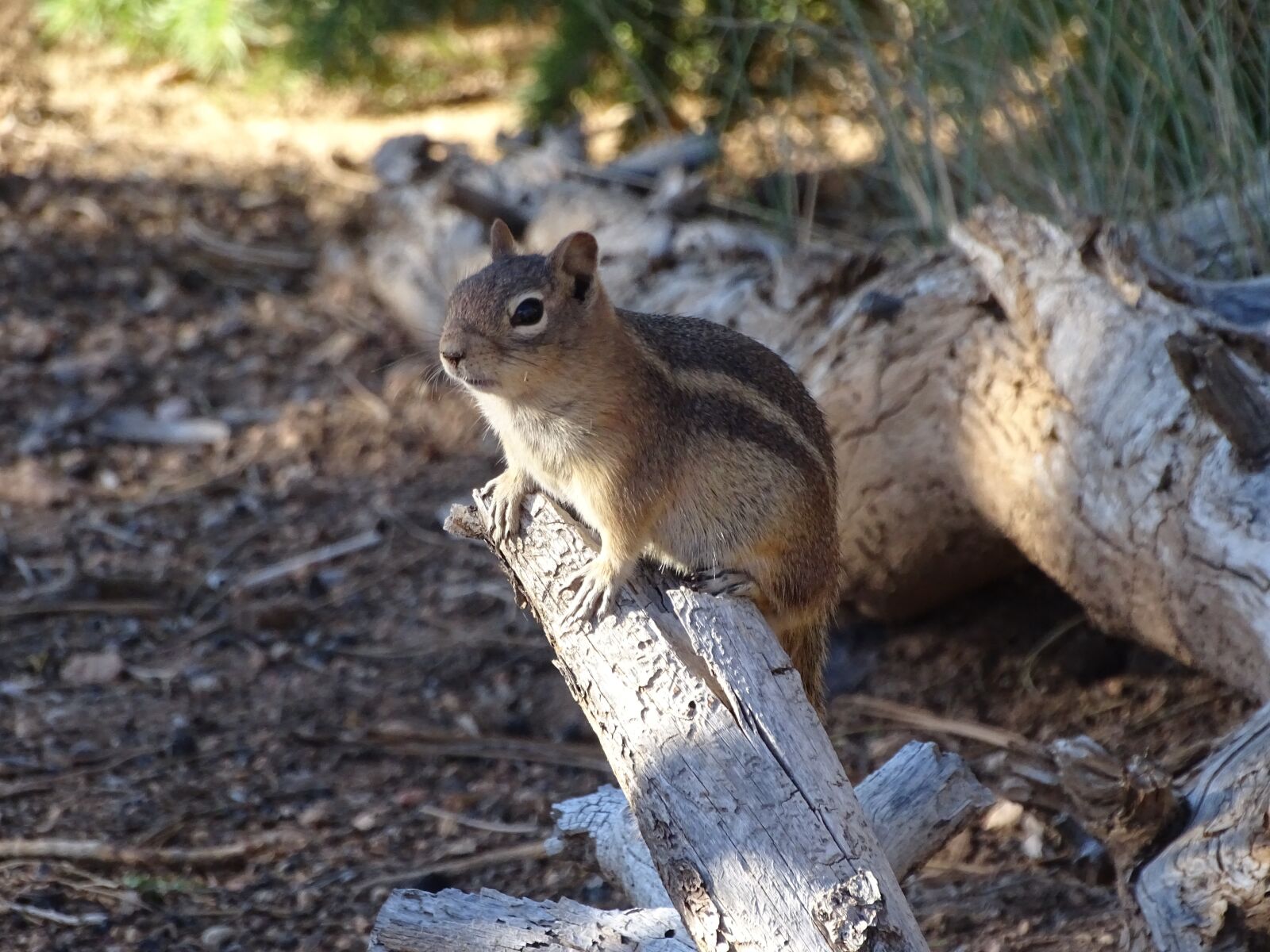 Sony Cyber-shot DSC-HX400V sample photo. Gophers, chipmunk, animal photography