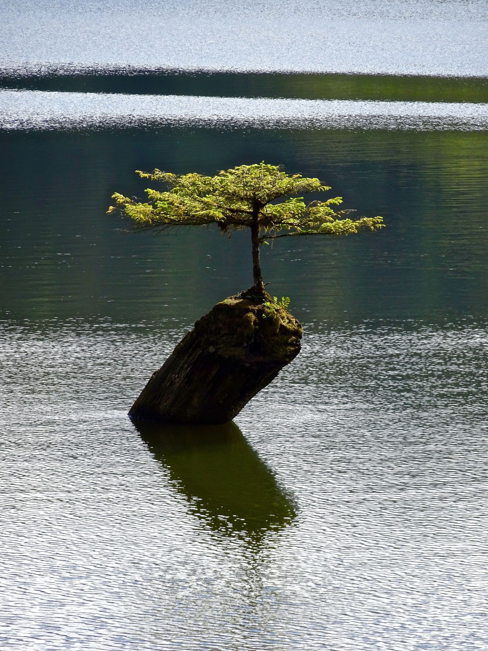 Sony Cyber-shot DSC-HX90V sample photo. Tree, isolated, bonsai photography