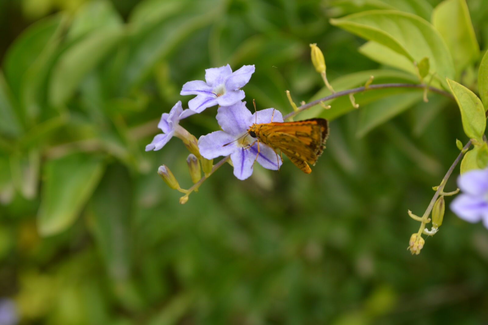 Nikon D3200 sample photo
