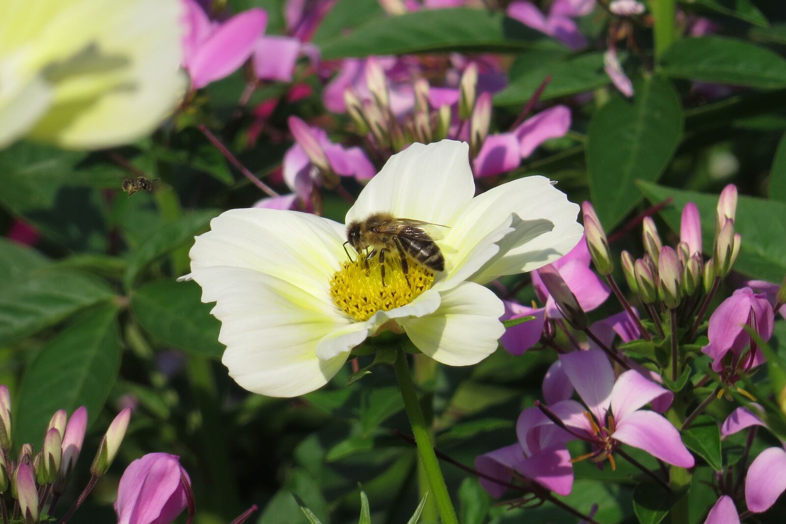 Canon PowerShot SX50 HS sample photo. Blossom, bloom, bee photography