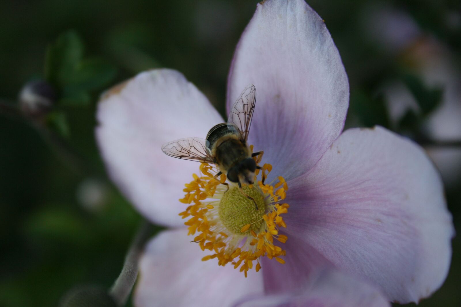 Canon EOS 20D sample photo. Flowers, insect, summer photography