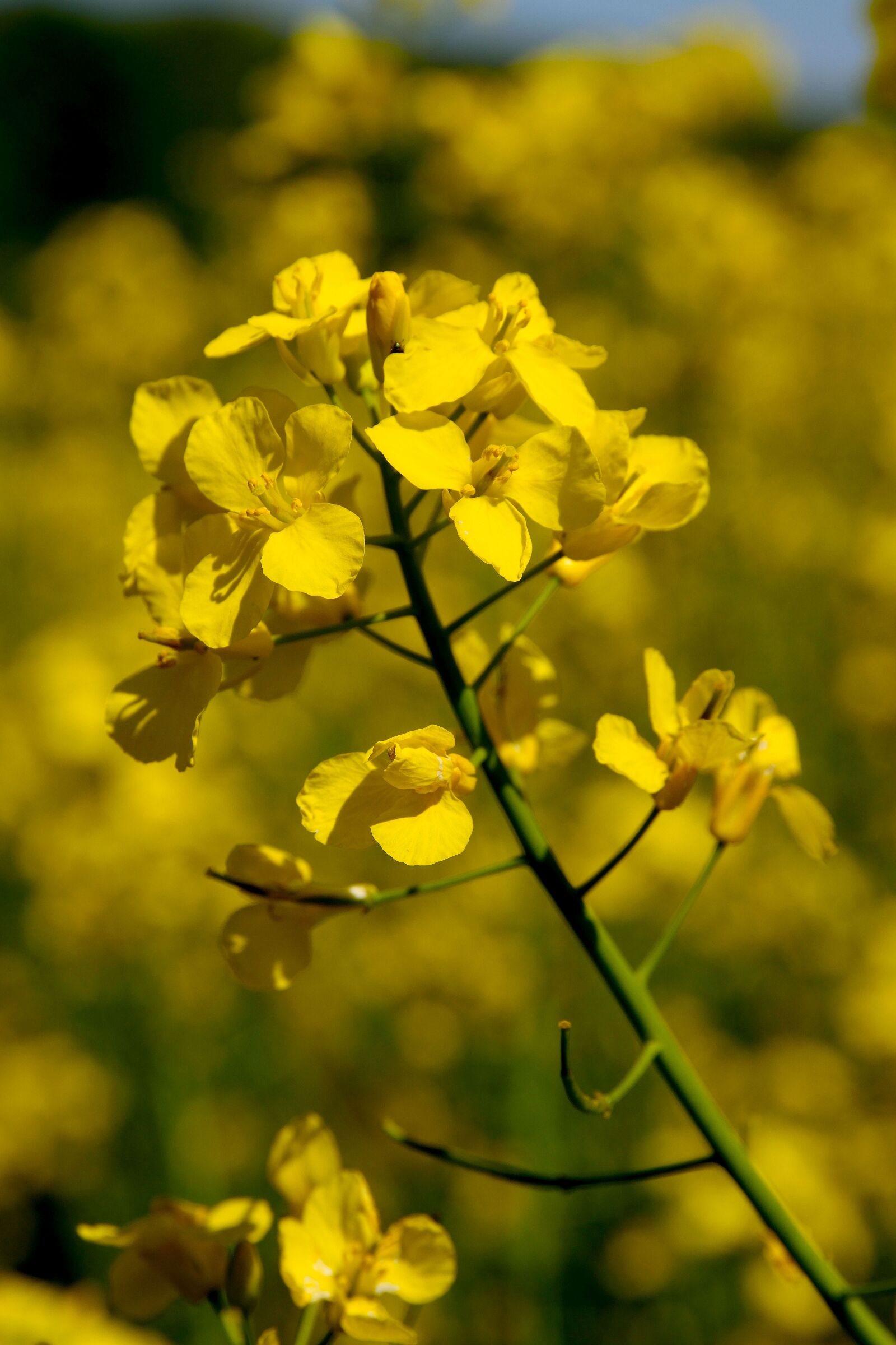 Nikon D5300 sample photo. Oilseed rape, yellow, spring photography