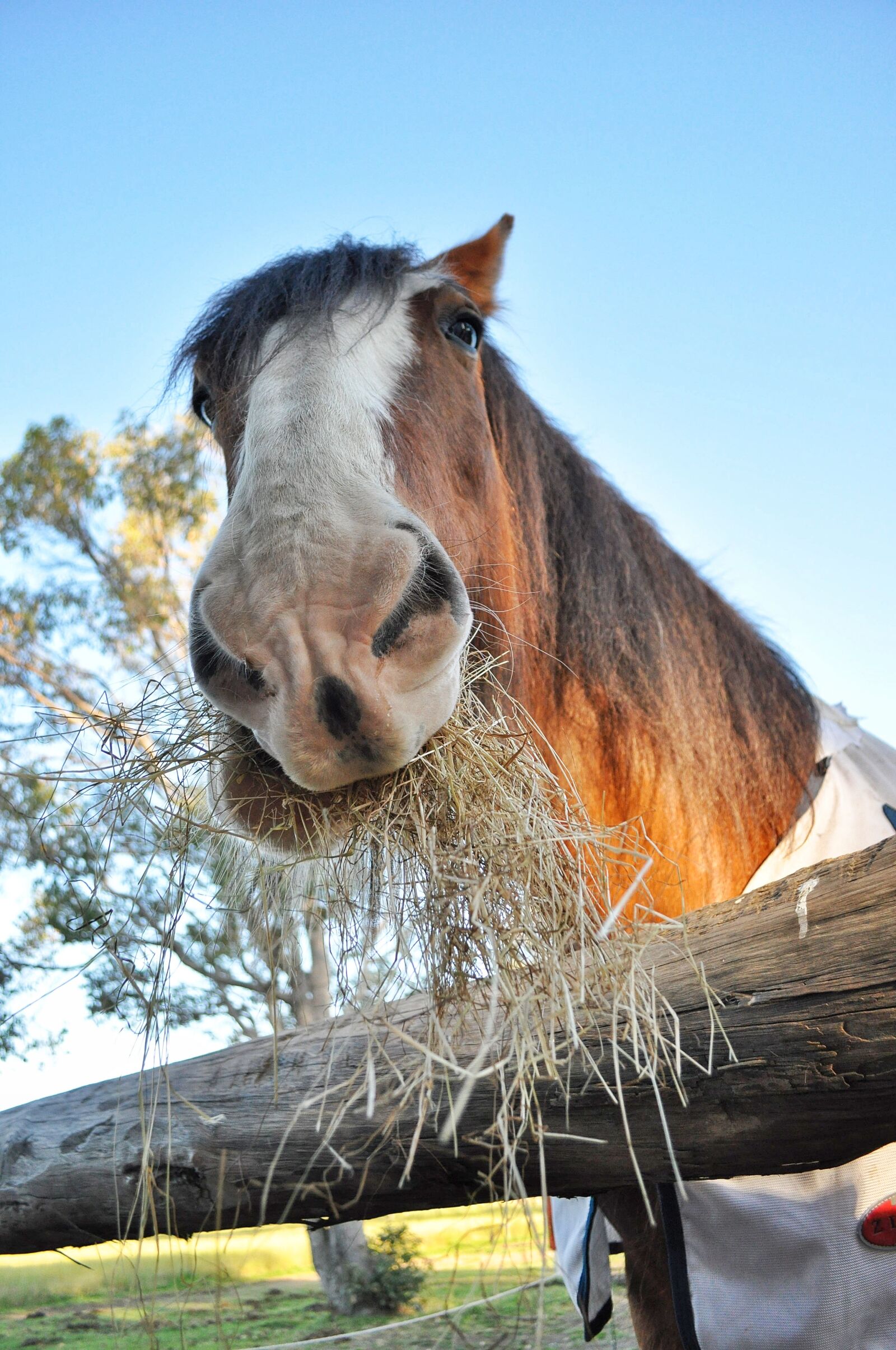 Nikon D90 sample photo. Horse, clydesdale, portrait photography
