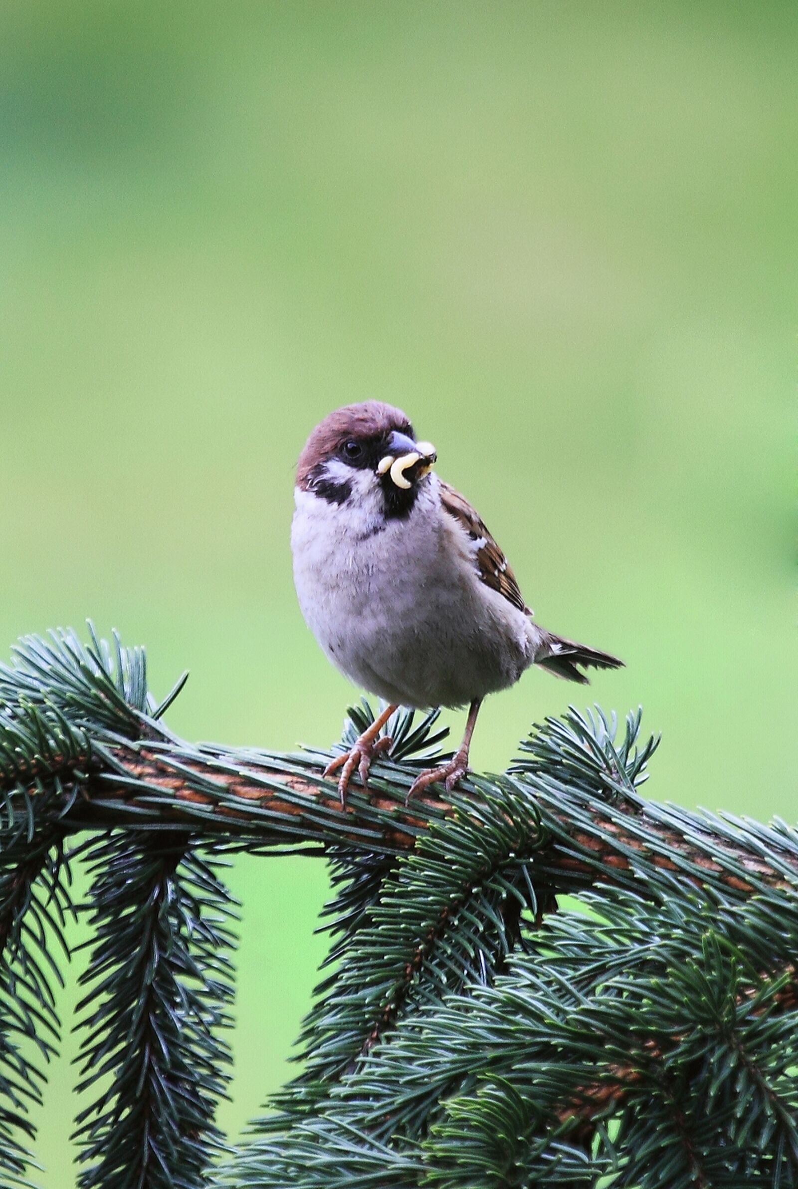 Canon EOS 500D (EOS Rebel T1i / EOS Kiss X3) sample photo. Bird, nature, animals photography
