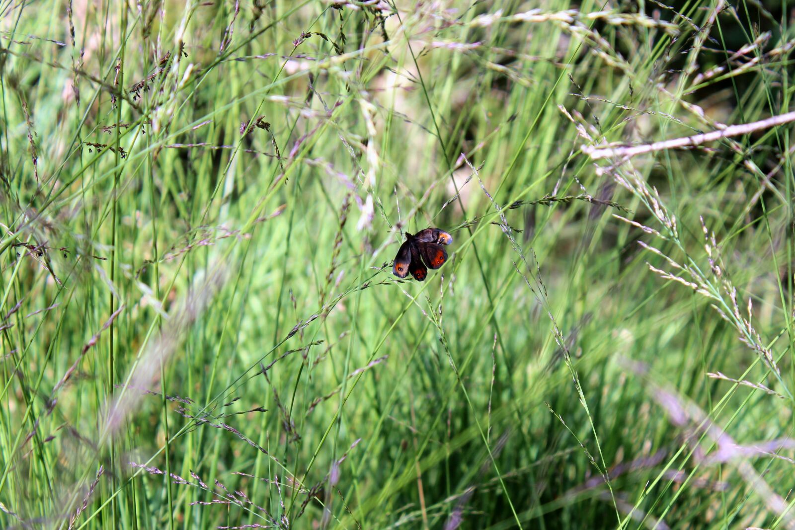 Canon EOS 600D (Rebel EOS T3i / EOS Kiss X5) sample photo. Meadow, butterfly, nature photography