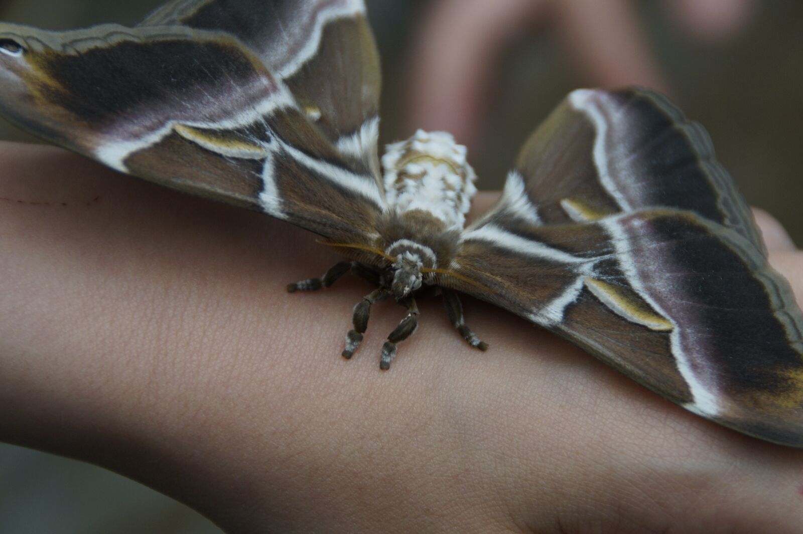 Sony SLT-A58 sample photo. Attacus atlas, butterfly, giant photography