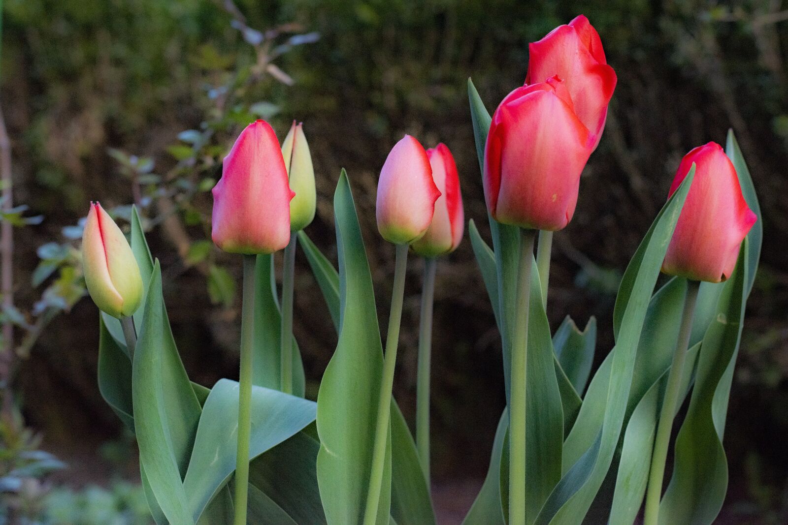 Nikon D5600 sample photo. Before blossom, tulip, garden photography