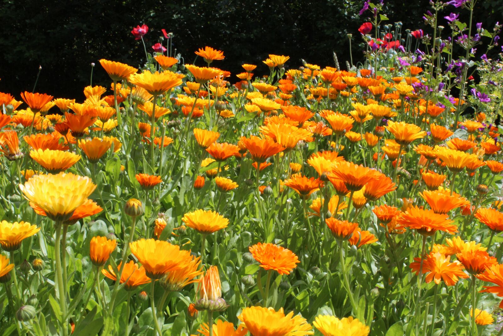 Canon EOS 1300D (EOS Rebel T6 / EOS Kiss X80) sample photo. Marigold, calendulae, summer photography