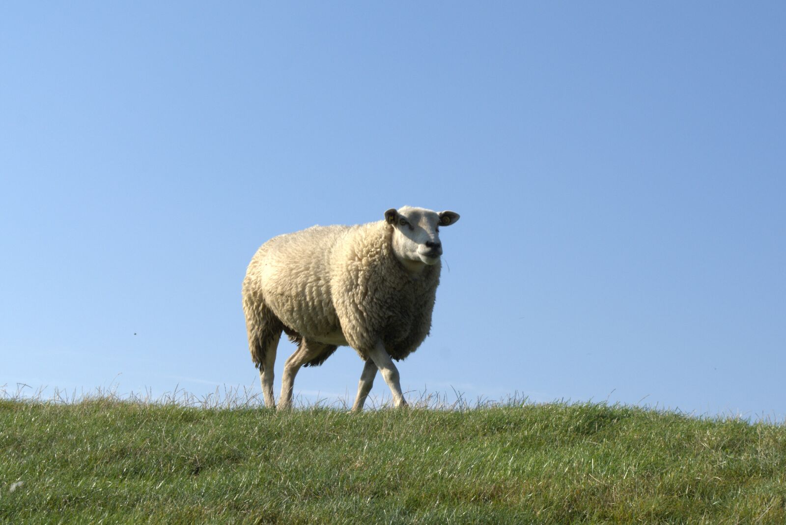 Nikon D5200 sample photo. Sheep, deichschaf, dike photography