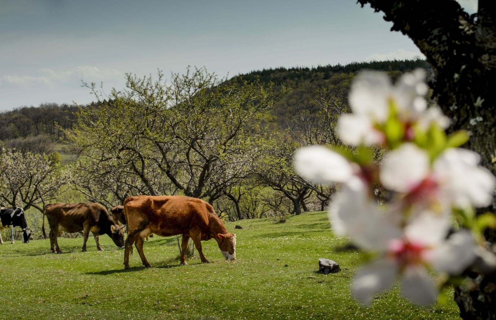 Nikon D5100 sample photo. Cow, spring, grass photography