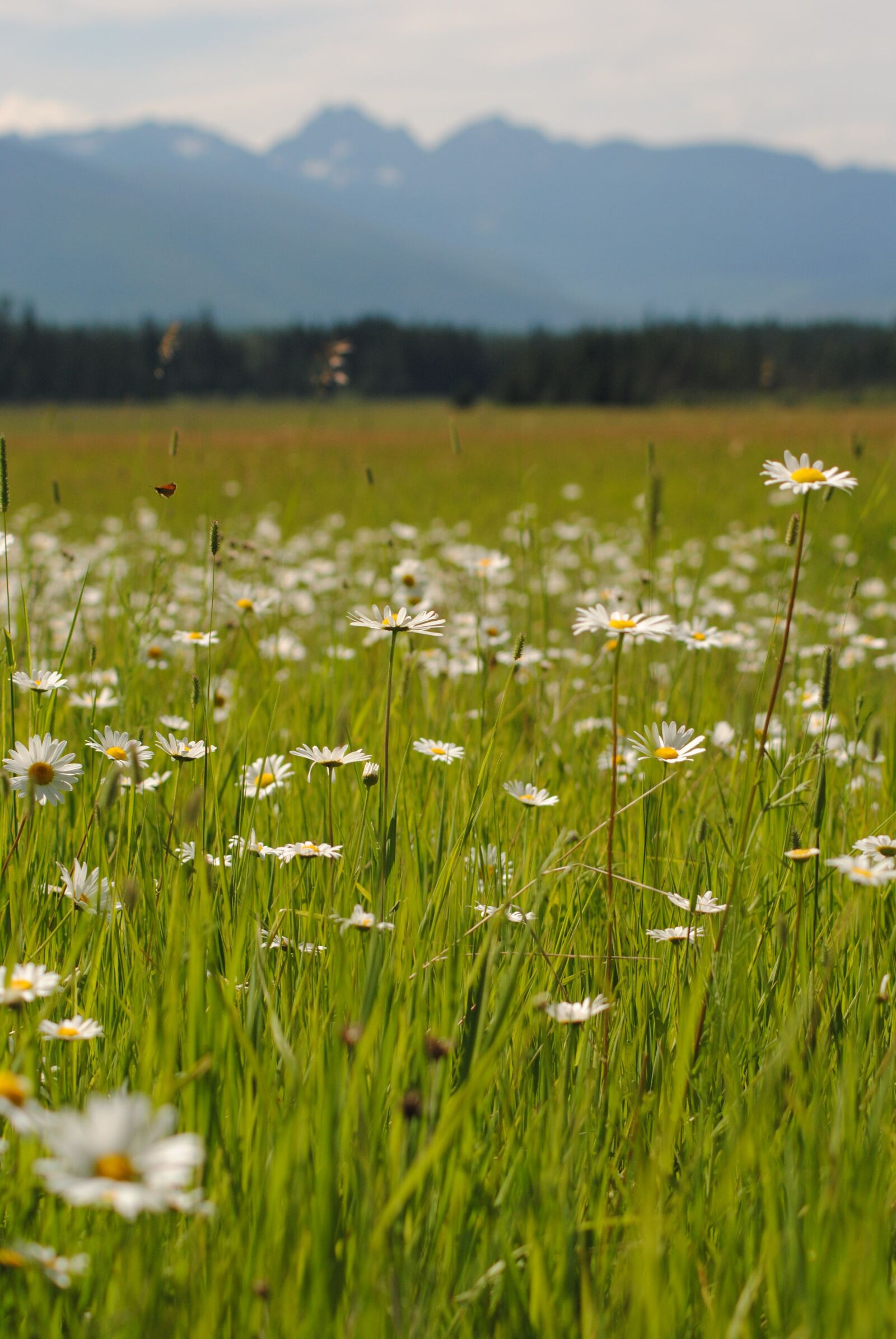 Nikon D3000 sample photo. Daisy, mothersday, flower photography