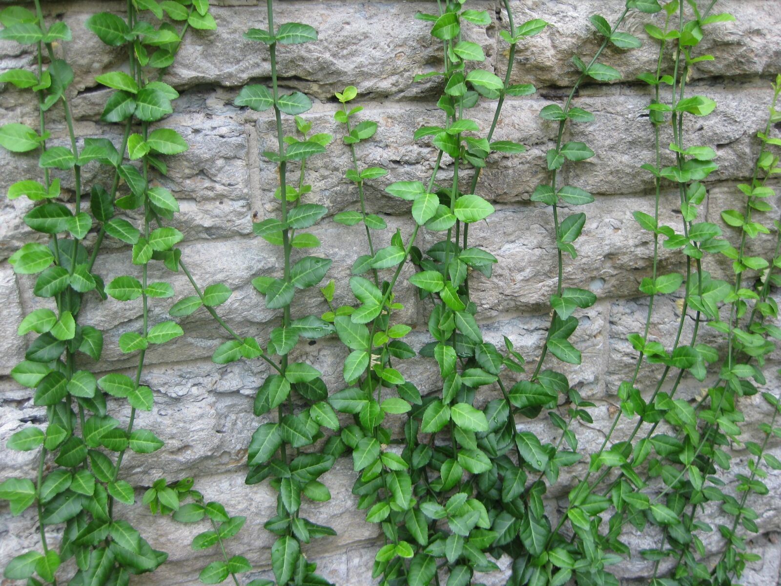 Canon PowerShot SD1100 IS (Digital IXUS 80 IS / IXY Digital 20 IS) sample photo. Vines, stone, natural photography