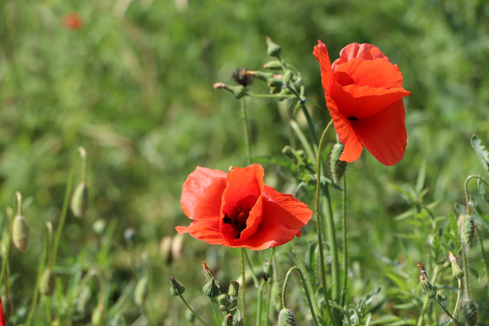 Canon EOS 800D (EOS Rebel T7i / EOS Kiss X9i) sample photo. Poppy, red, flower photography