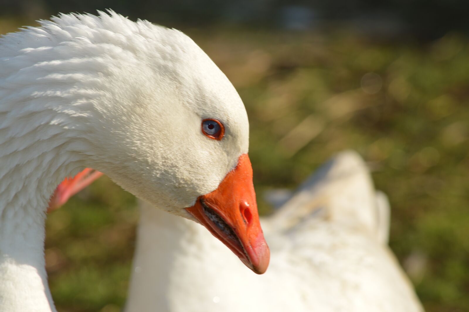 Nikon D3200 sample photo. Goose, white goose, œil photography