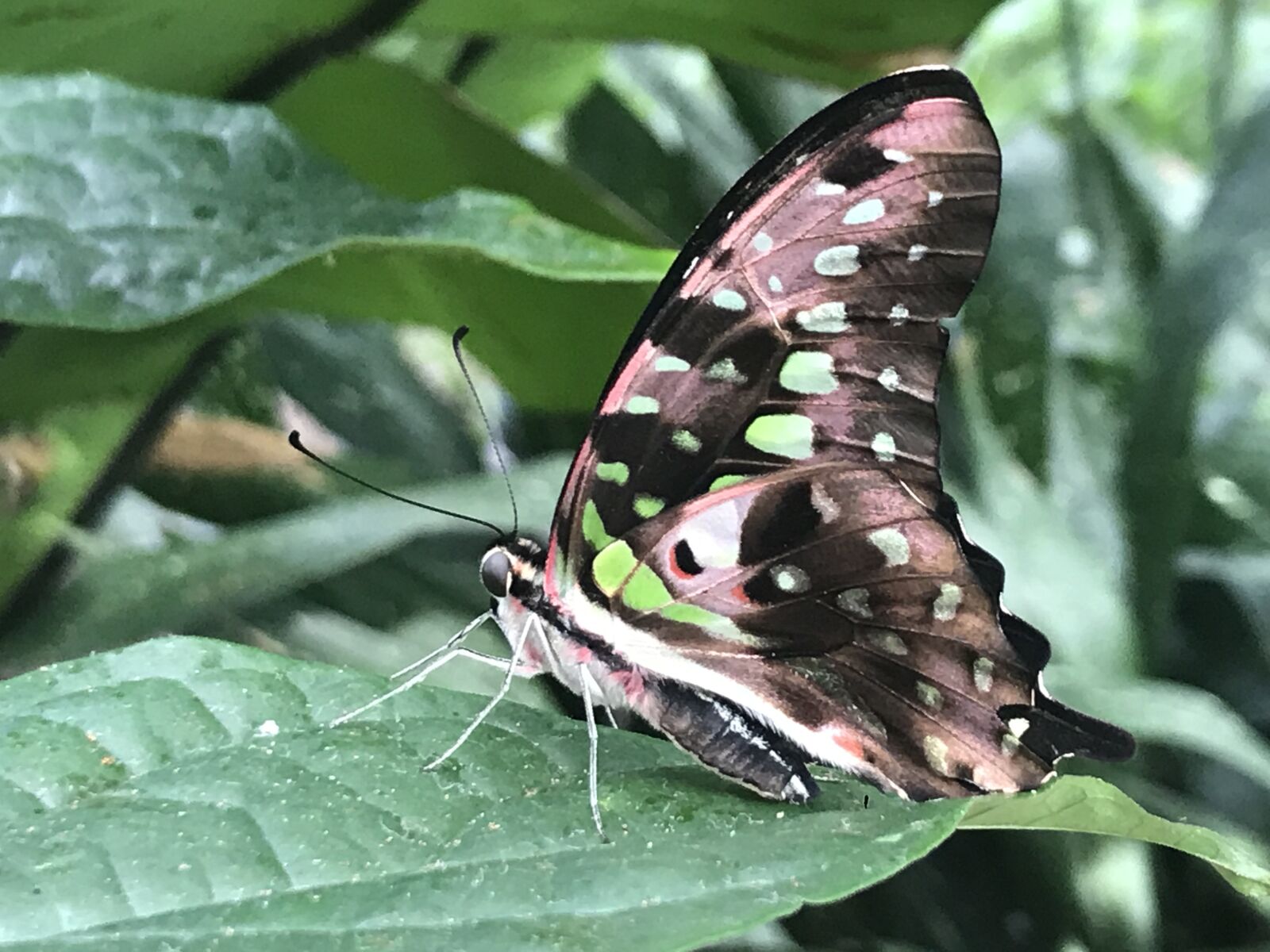 iPhone 7 back camera 3.99mm f/1.8 sample photo. Butterfly, green, butterflies photography