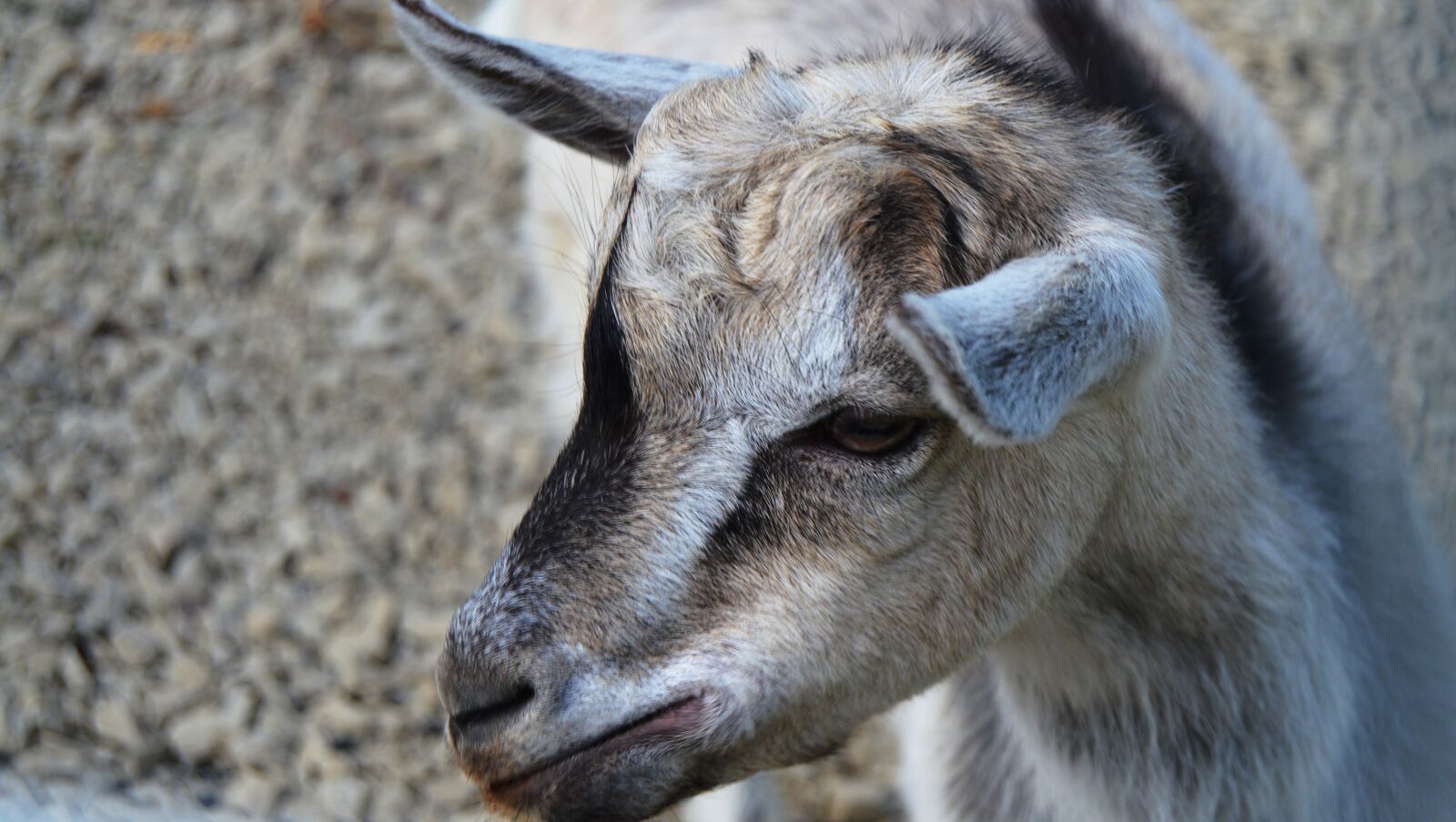 Nikon D3200 sample photo. Goat, animal, goats photography