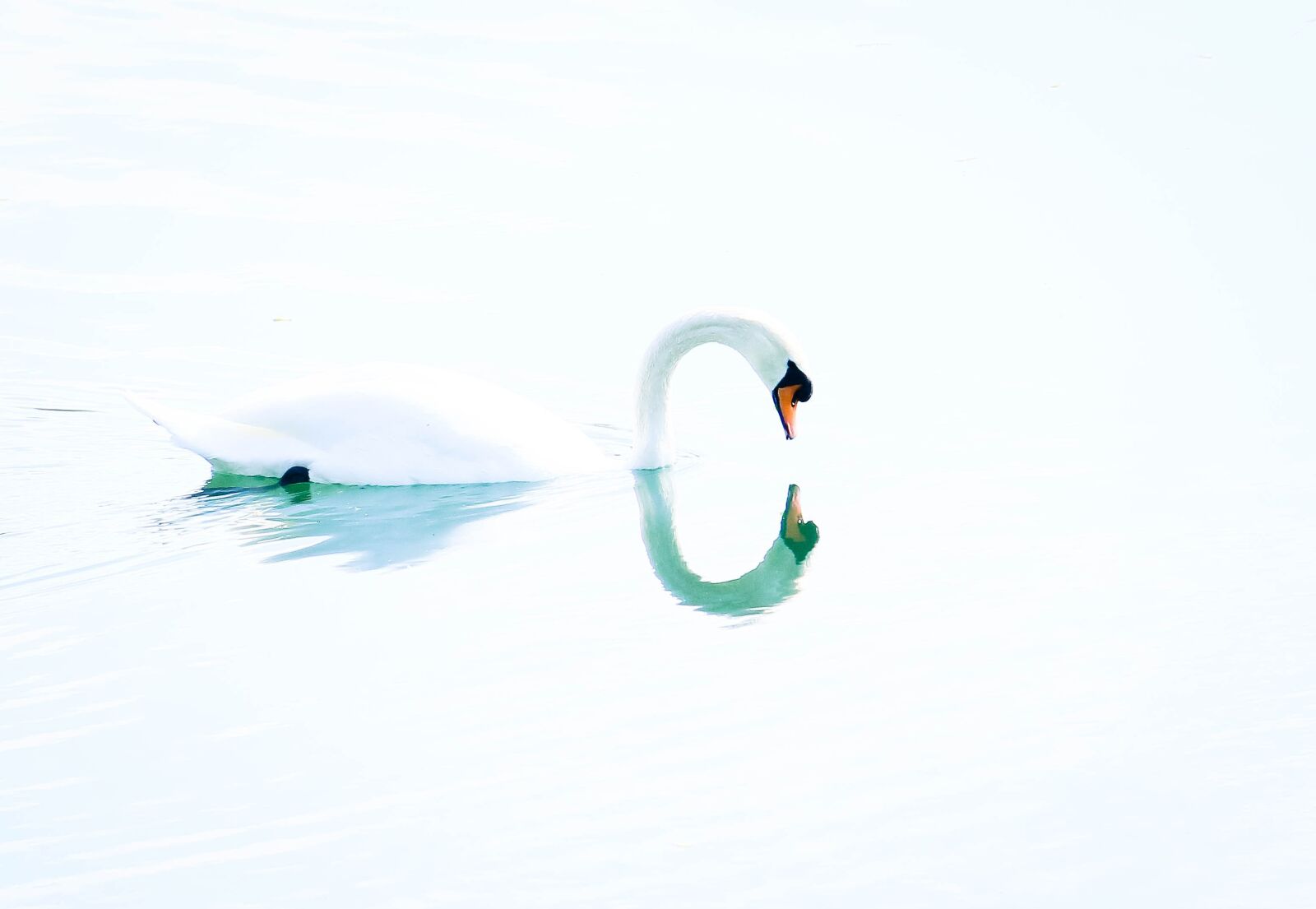 Canon EOS 70D sample photo. Swan, bird, sweetness photography