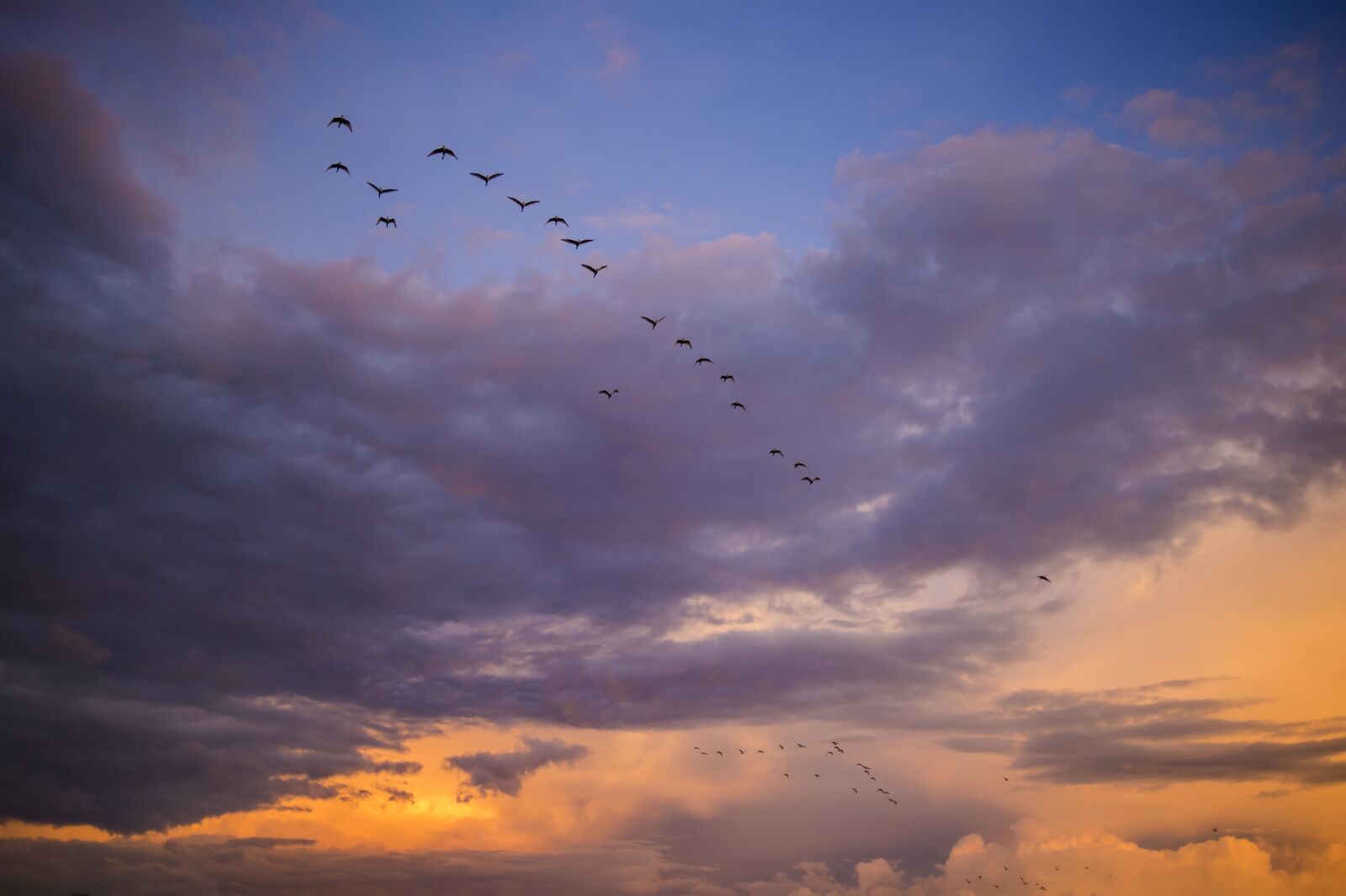 Nikon D4S sample photo. Migrating, birds, africa photography