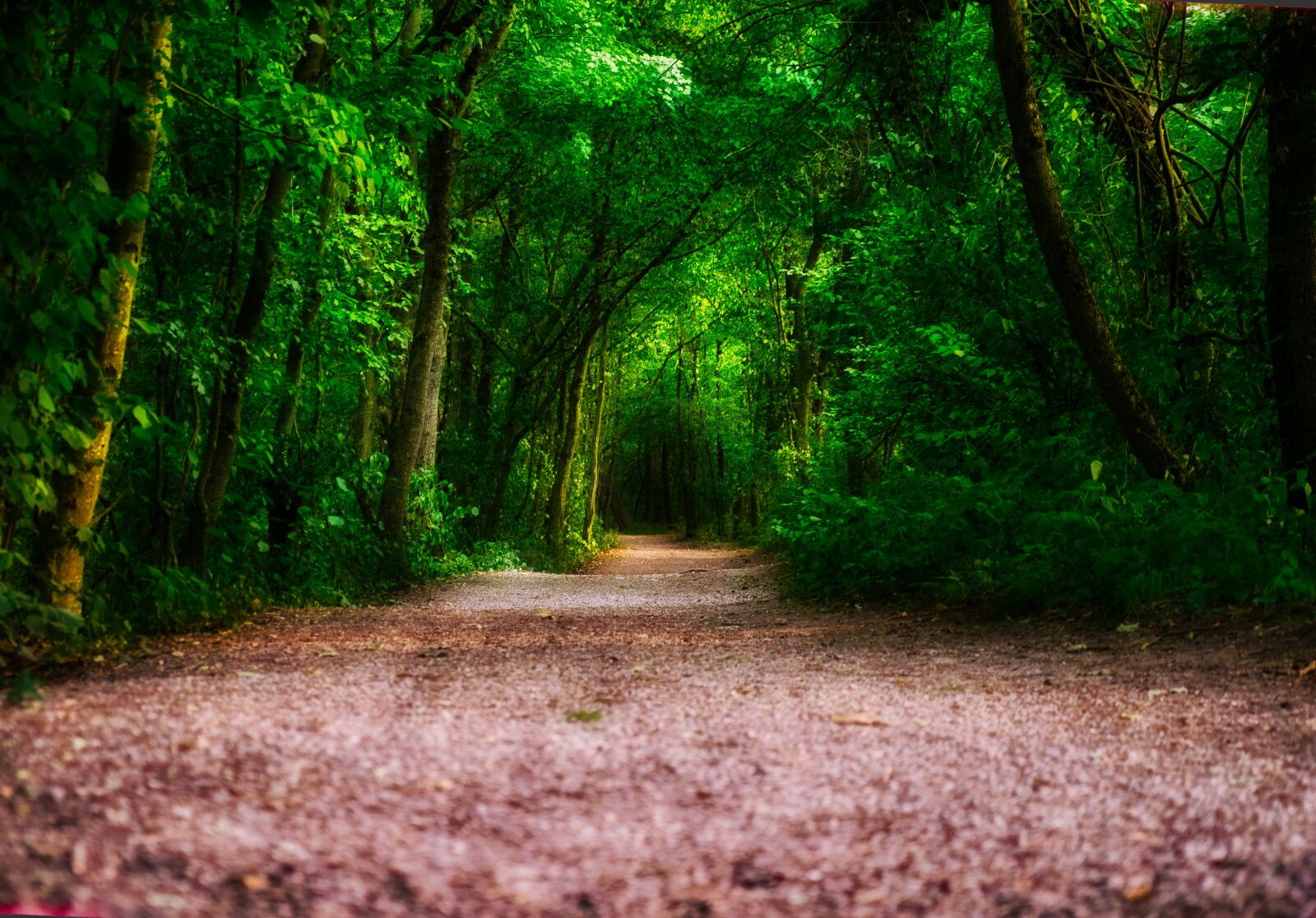 Nikon D5300 sample photo. Nature, path, trail photography