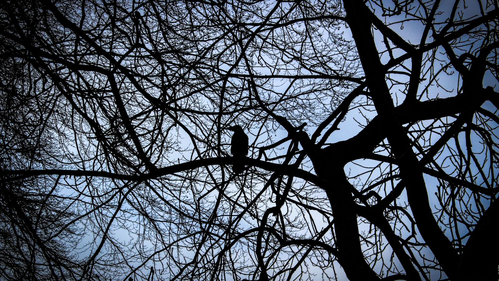 Canon EOS 1300D (EOS Rebel T6 / EOS Kiss X80) sample photo. Crow, natural, mysterious photography