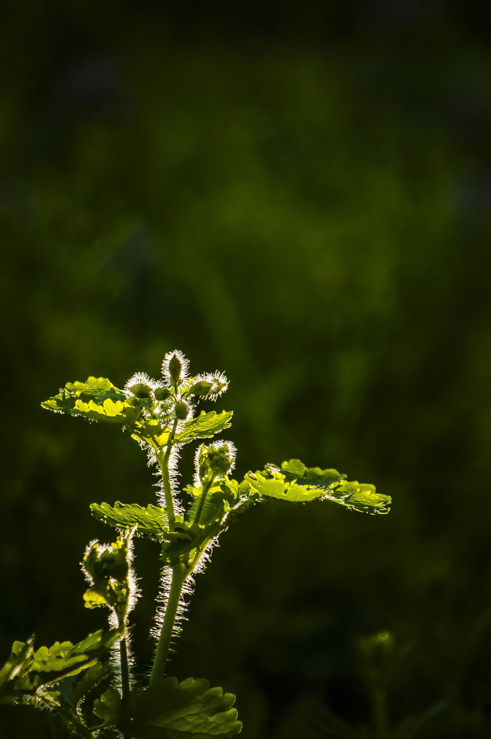Nikon D90 sample photo. Sun, flower photography