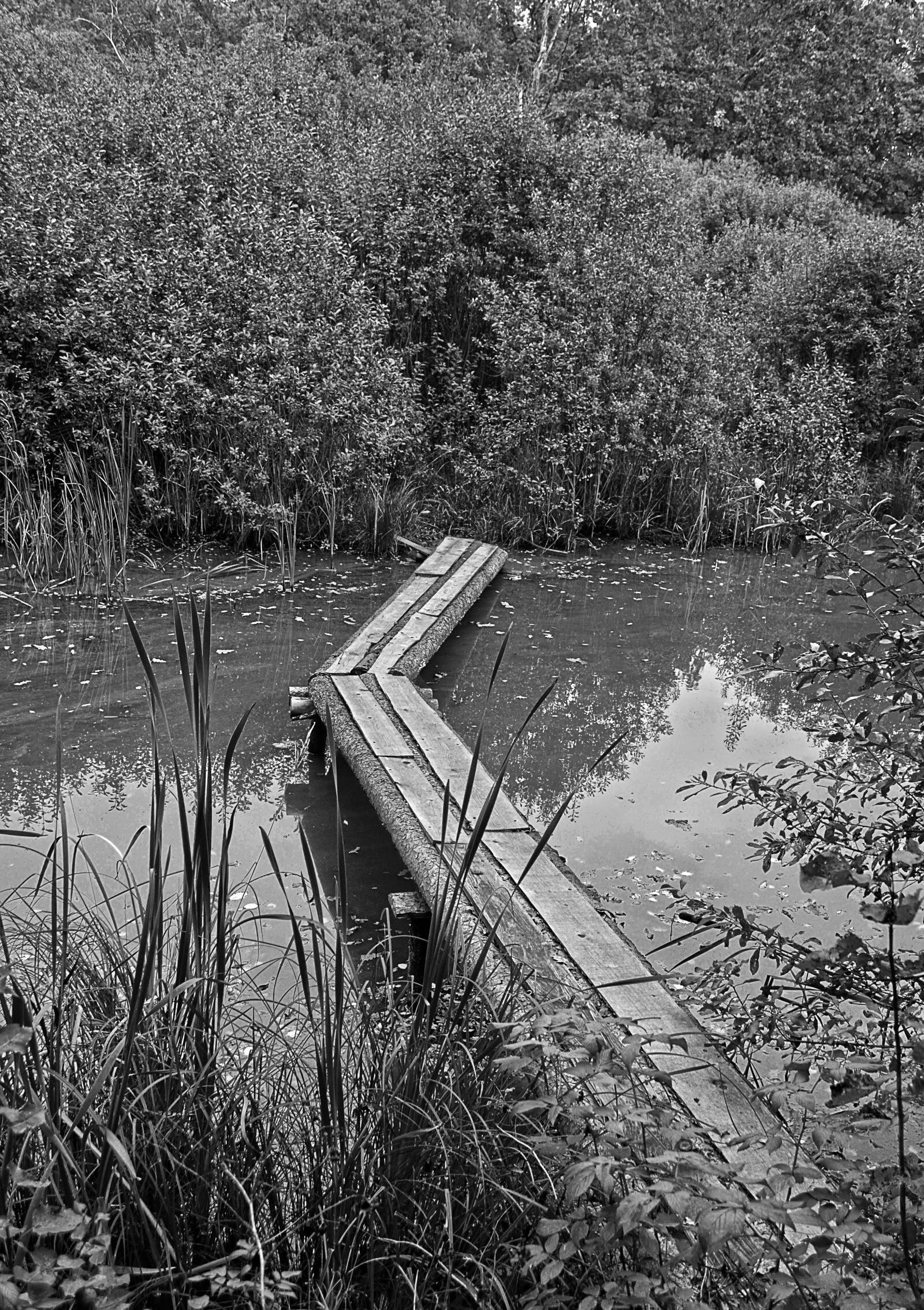 Nikon D5100 sample photo. Nature, water, pond photography