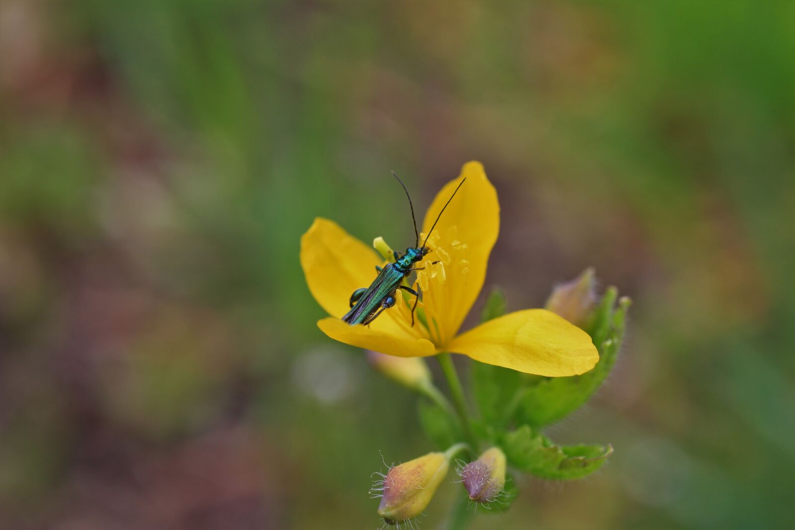 Canon EF-S 35mm F2.8 Macro IS STM sample photo. Greater celandine, beetle, insect photography