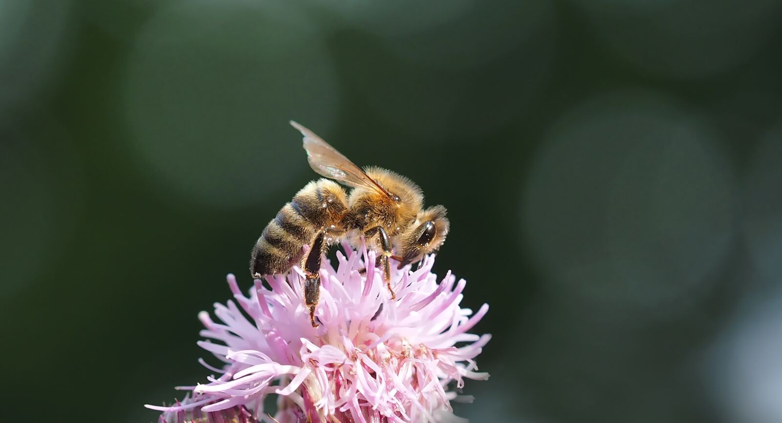 Olympus M.Zuiko Digital ED 60mm F2.8 Macro sample photo. Bee, thistle, honey bee photography