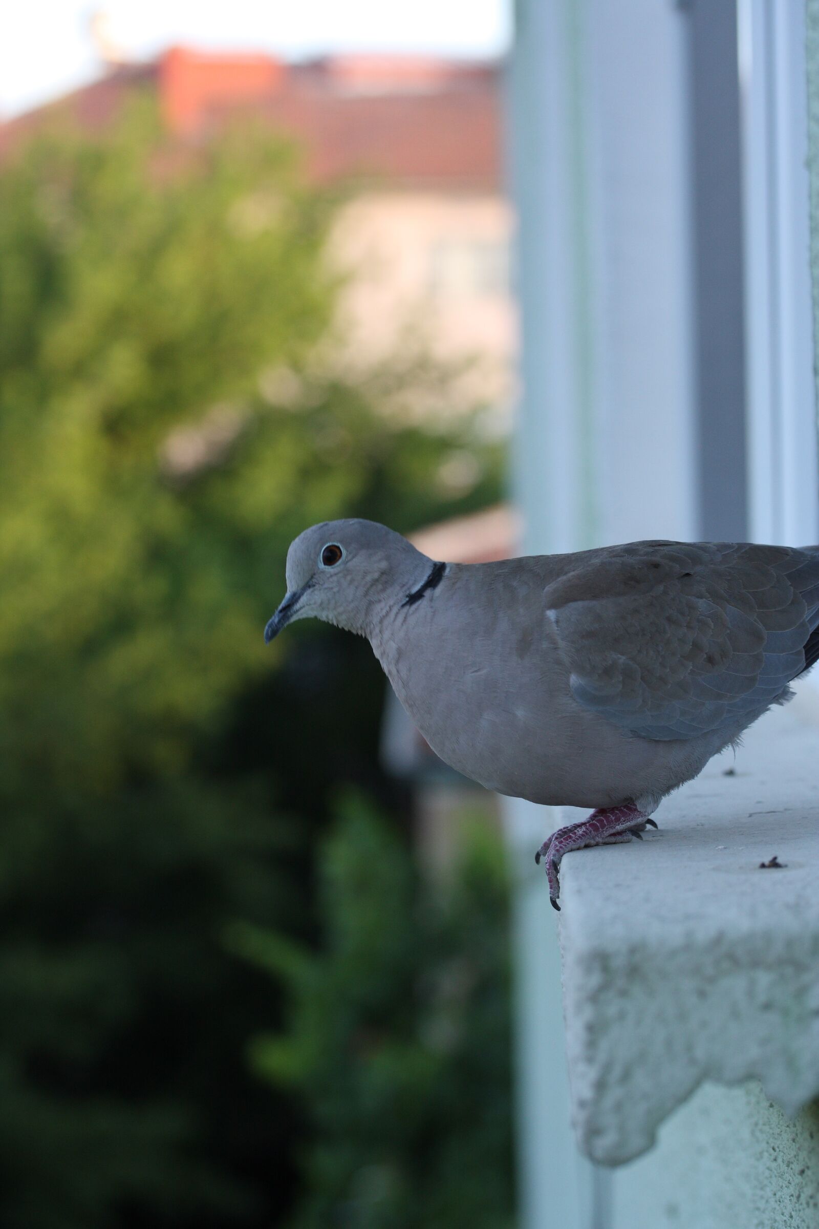 Canon EOS 40D sample photo. Pigeon, bird, perch photography