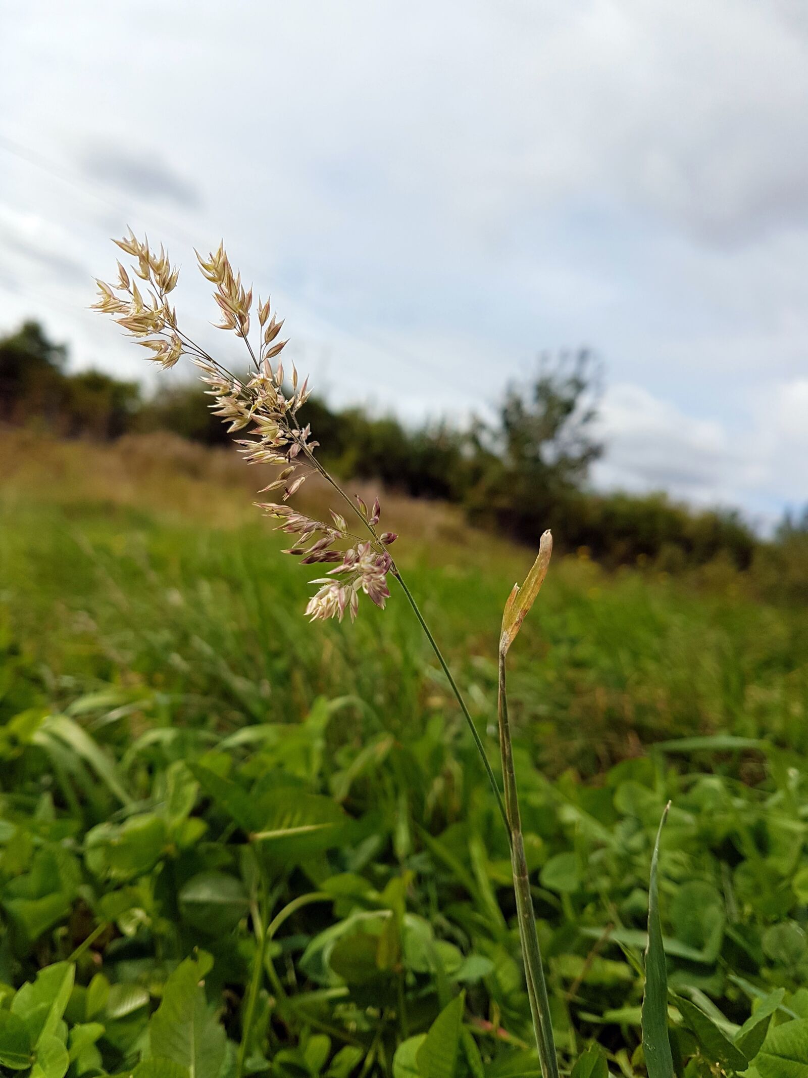 Samsung Galaxy S7 sample photo. Scenery, landscape, grass photography