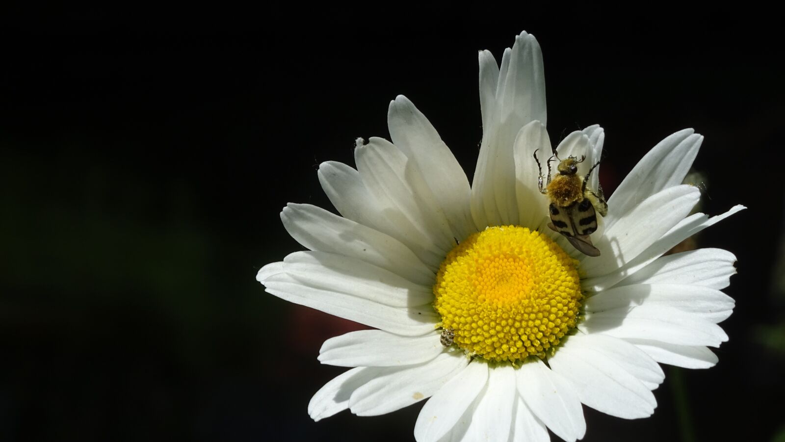 Sony DSC-HX60 sample photo. Margaretka, flower, insect photography