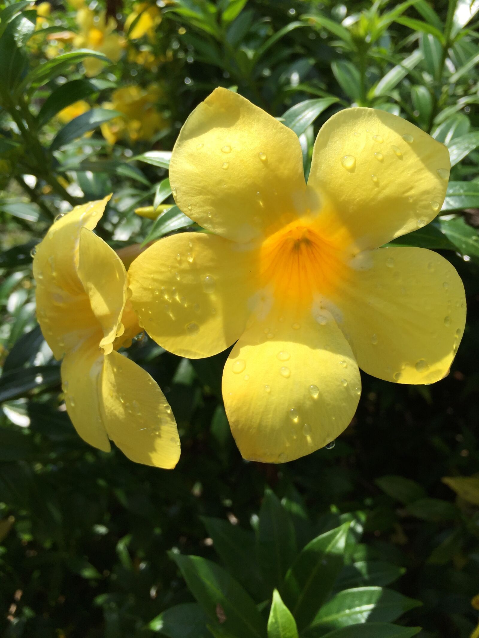 iPhone 6 Plus back camera 4.15mm f/2.2 sample photo. Tropical garden, tropical, flower photography