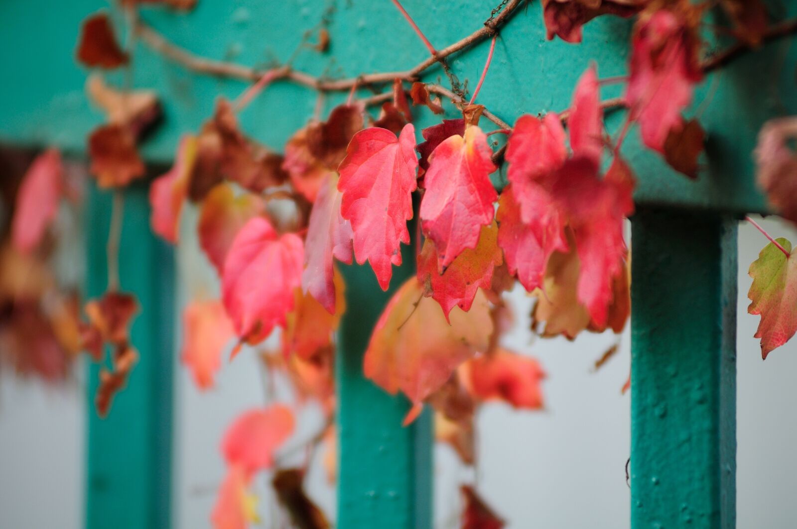 Nikon D300 sample photo. Plants, nature, wall photography