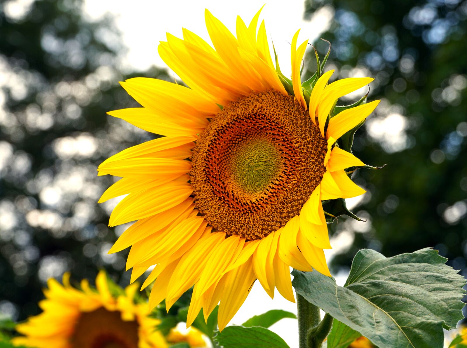 Sony a6400 + Sony E PZ 18-105mm F4 G OSS sample photo. Sunflower, yellow, blossom photography