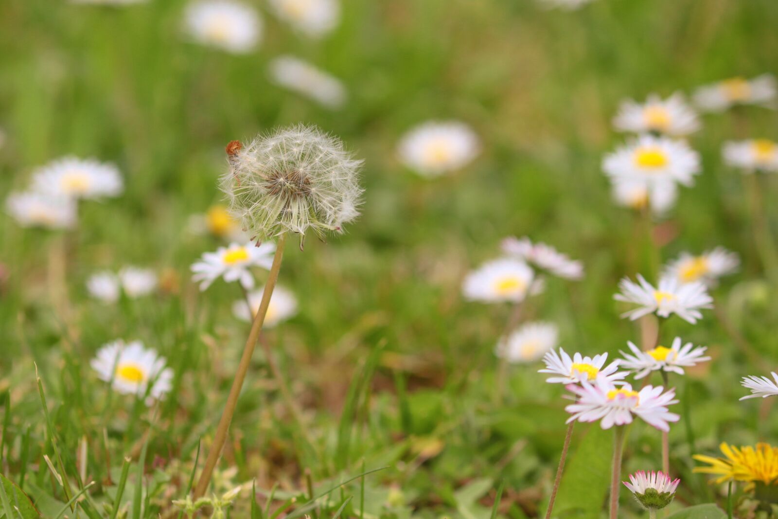 Canon EOS 200D (EOS Rebel SL2 / EOS Kiss X9) sample photo. Daisy, dandelion, spring meadow photography