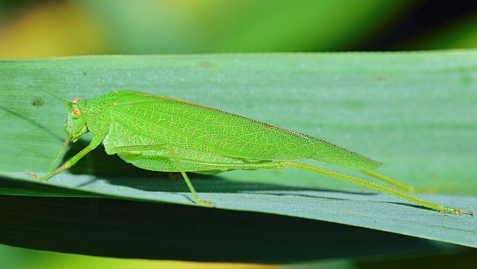 Nikon D5300 sample photo. Nature, grasshopper, invertebrates photography