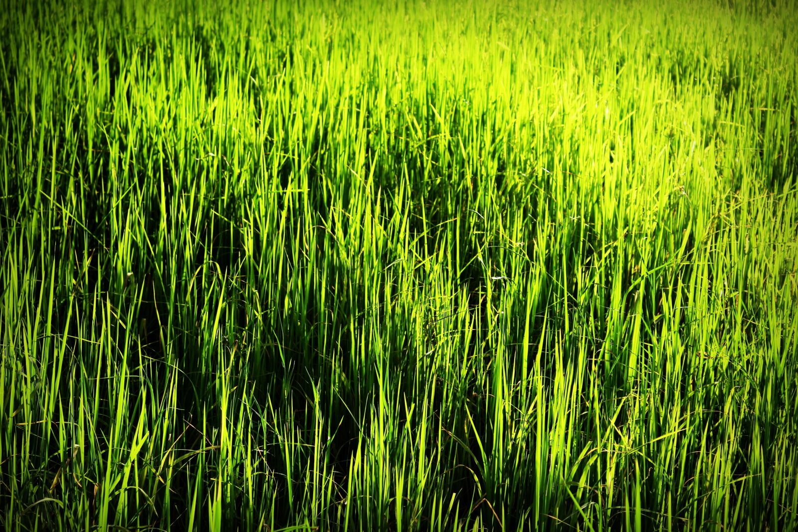 Canon EOS 650D (EOS Rebel T4i / EOS Kiss X6i) sample photo. Agriculture, asia, asian photography