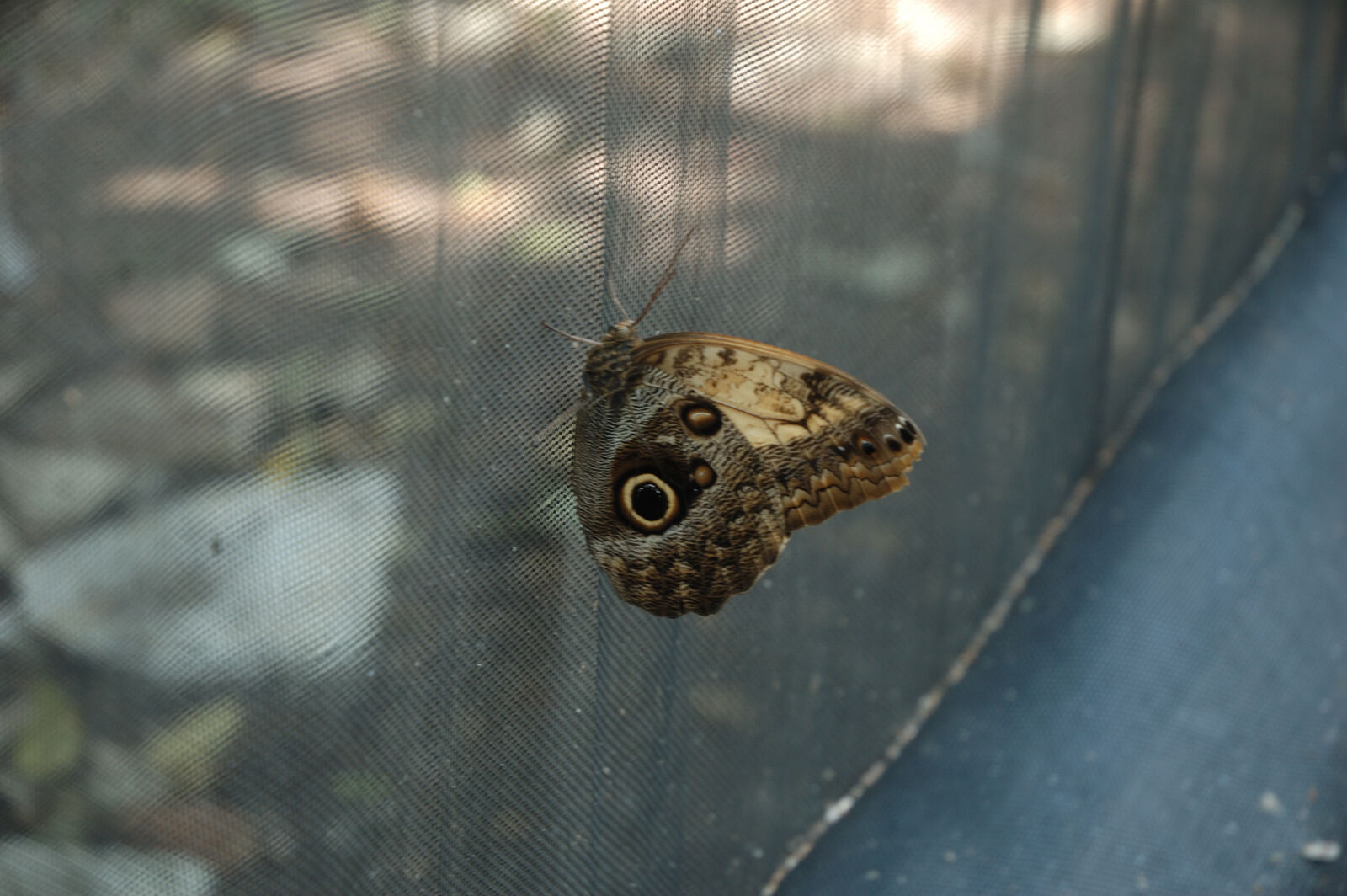Nikon D70 + Nikon AF-S DX Nikkor 18-70mm F3.5-4.5G ED-IF sample photo. Butterfly, giant, owl, butterfly photography
