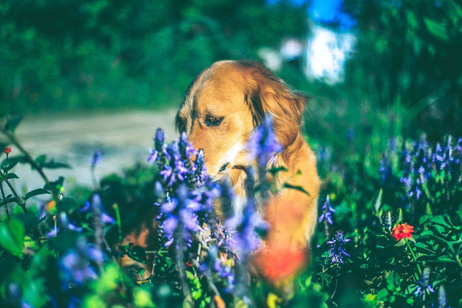Canon EOS 5D Mark II sample photo. Pet, golden, dog photography