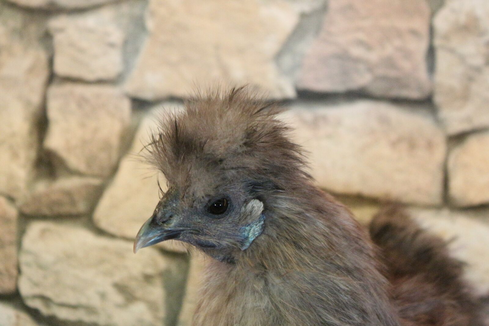 Canon EF-S 18-55mm F3.5-5.6 IS sample photo. Chicken, feather, close photography