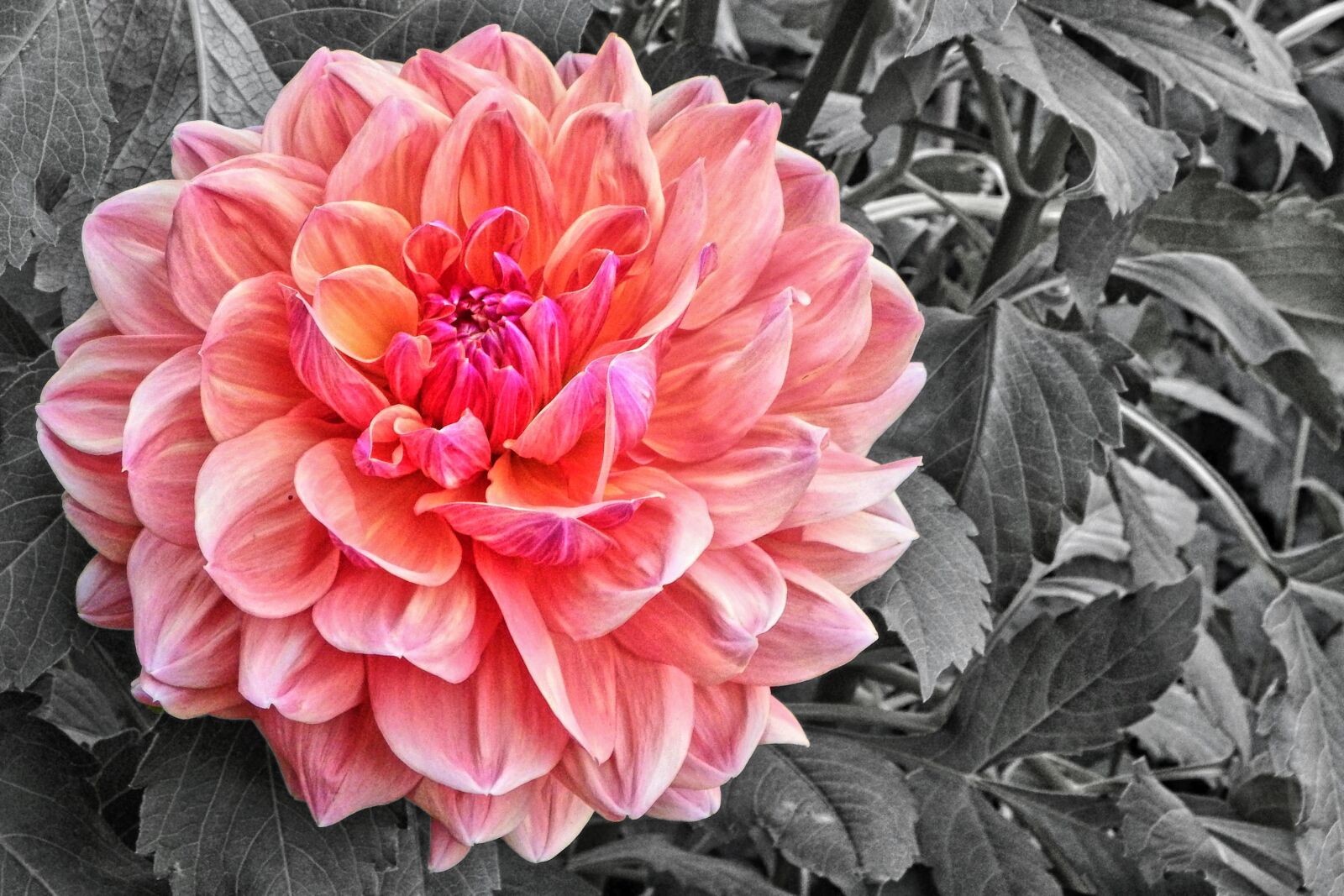 Fujifilm FinePix SL1000 sample photo. Dahlia, blossom, bloom photography