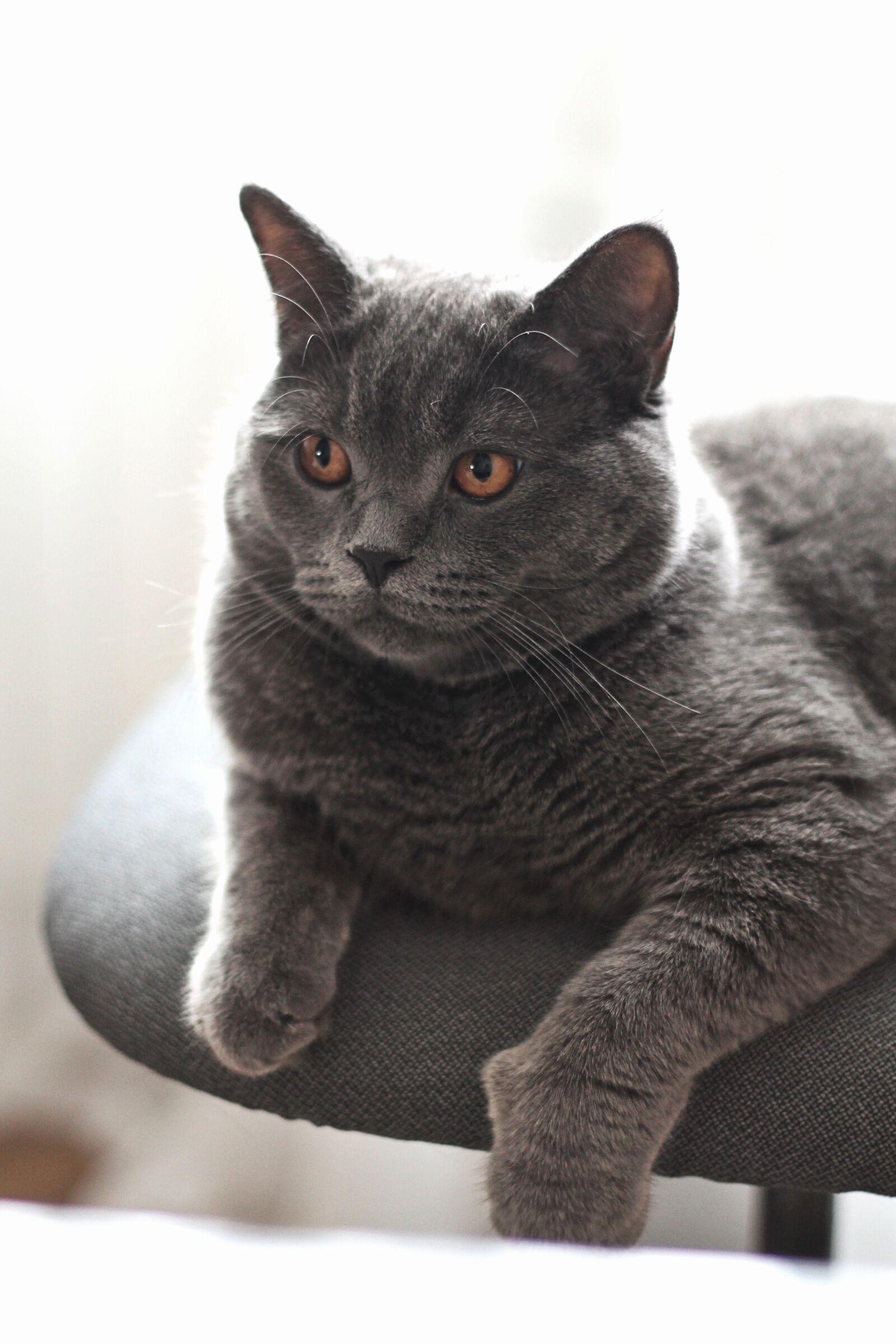 Canon EOS 1100D (EOS Rebel T3 / EOS Kiss X50) sample photo. Cat, british shorthair, grey photography