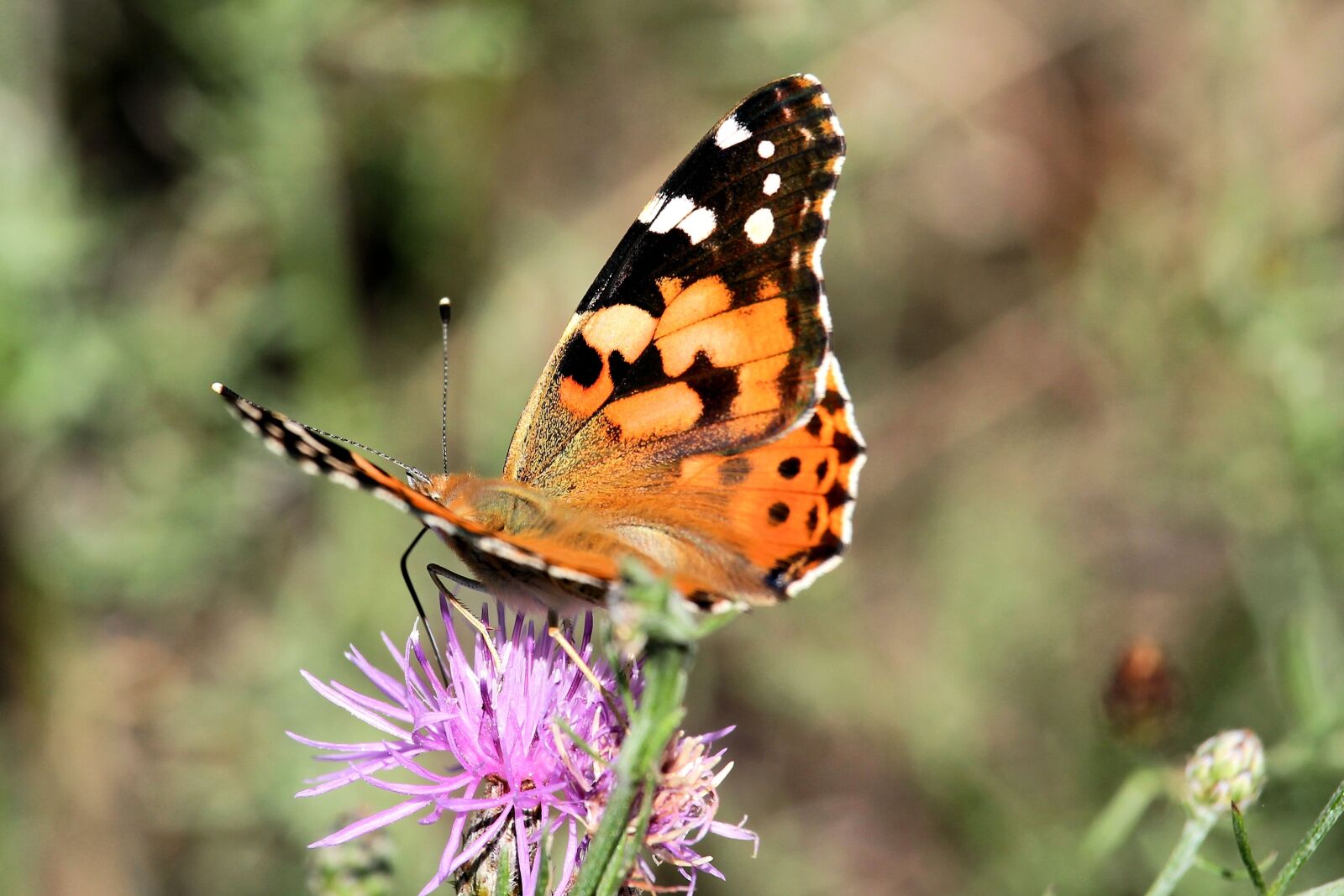 Canon EF-S 55-250mm F4-5.6 IS STM sample photo. Vanessa cardui, butterfly, insect photography