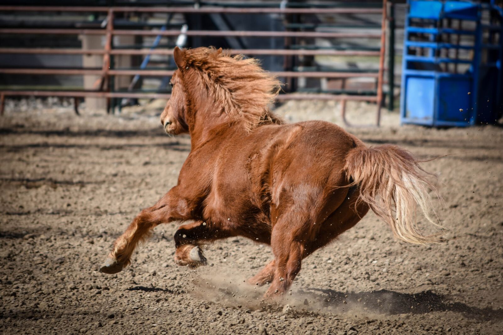 Nikon D7200 sample photo. Pony, horse, running photography