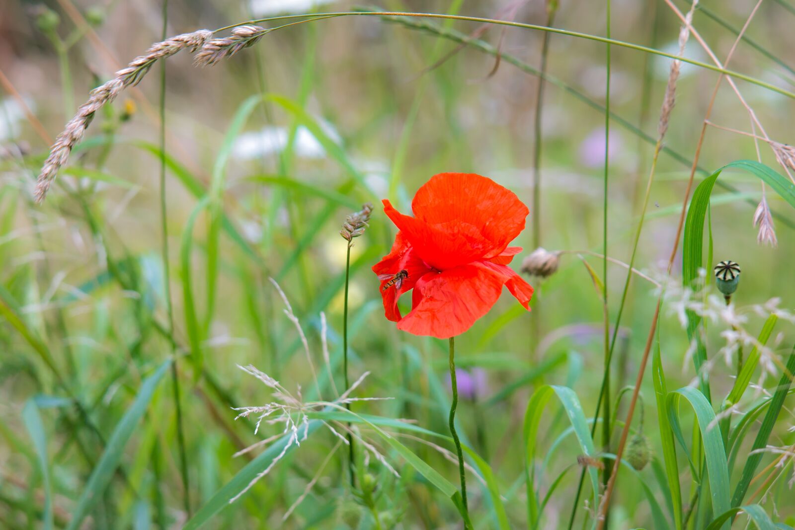Samsung NX300M + Samsung NX 50-200mm F4-5.6 ED OIS sample photo. Poppy, klatschmohn, poppy flower photography