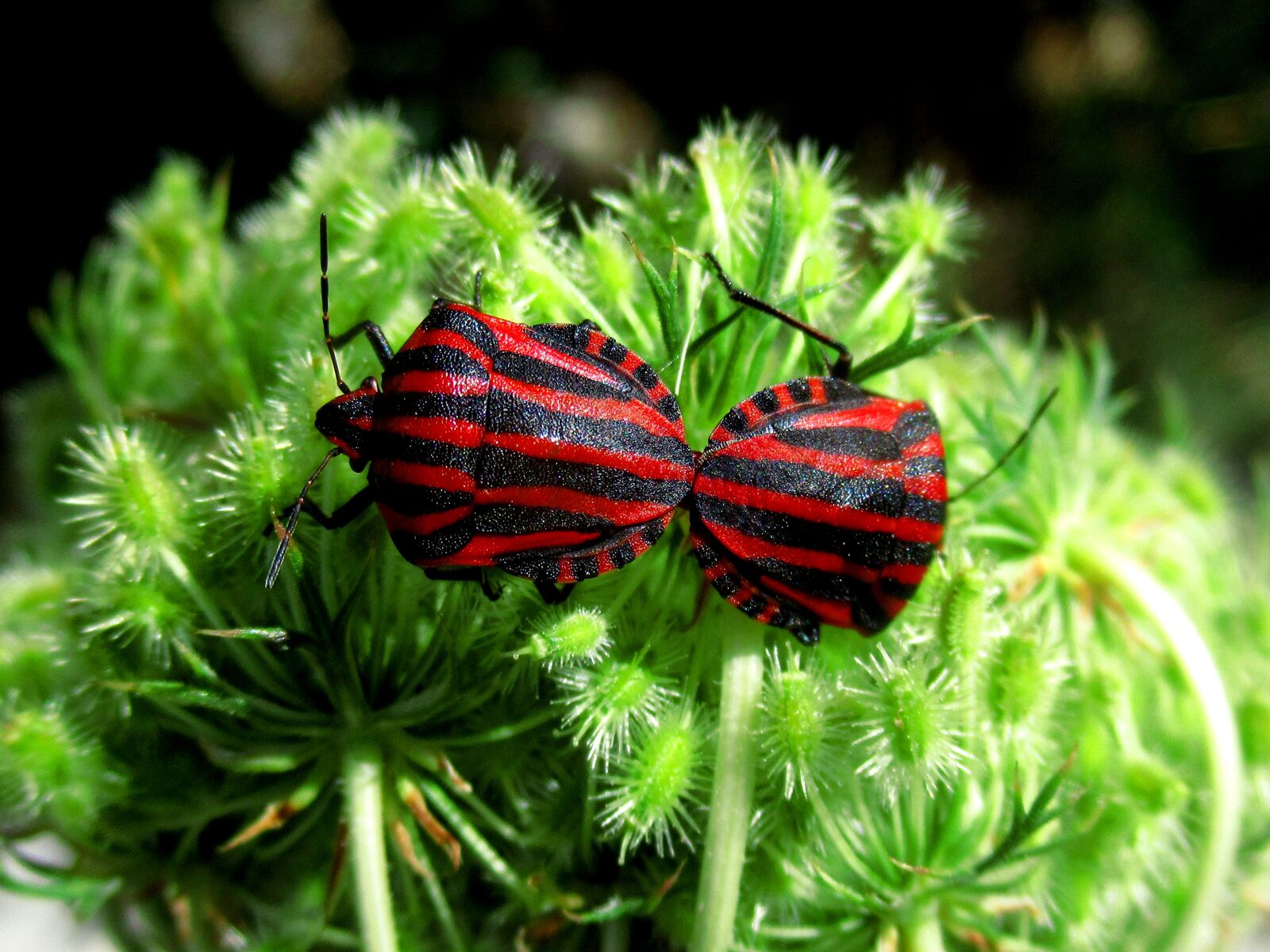 Canon PowerShot SX620 HS sample photo. Bugs, insects, pair photography
