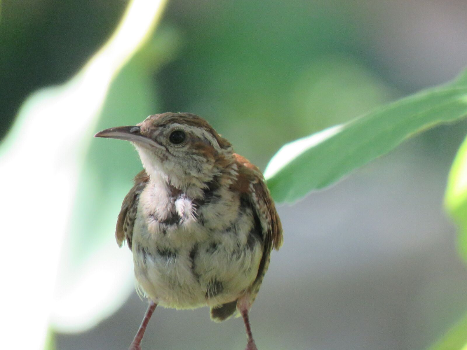 Canon PowerShot SX60 HS sample photo. Bird, brown, tan photography