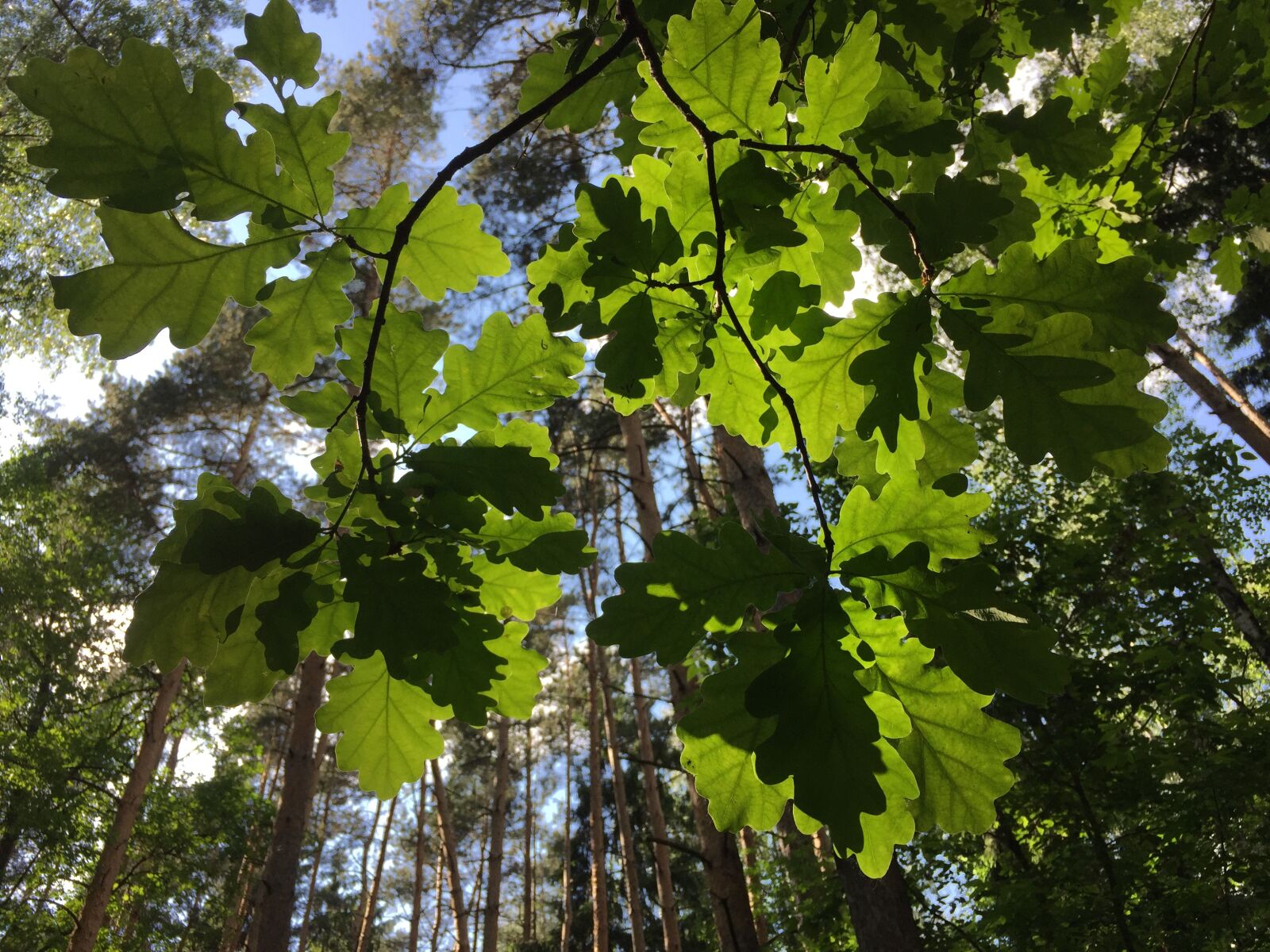 iPhone 6 Plus back camera 4.15mm f/2.2 sample photo. Nature, summer, leaf photography