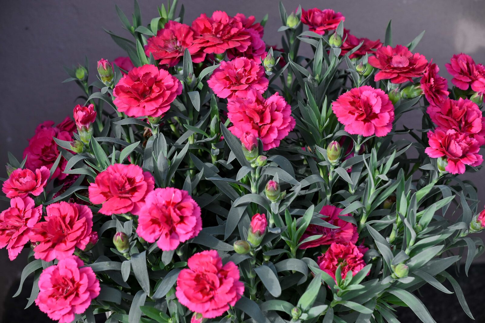 Nikon D5500 sample photo. Bouquet, carnation, nature, blooming photography